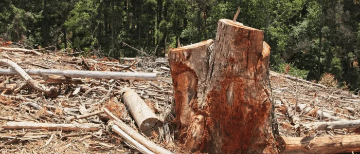 Signs You Need Tree Removal