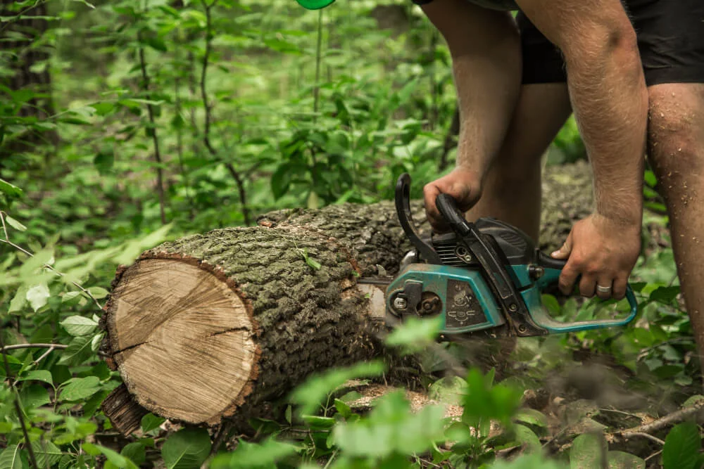 Tree Cutting Leesburg VA