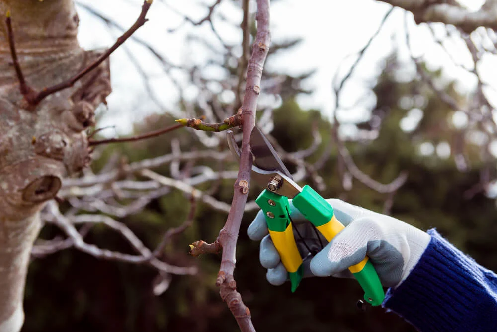 Tree Pruning Leesburg VA