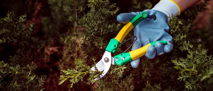 When to Prune Your Trees