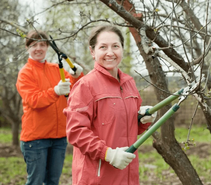 Why Choose Us for Tree Pruning